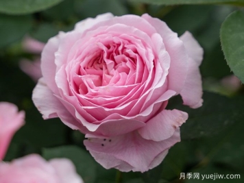 玫瑰與月季，rose中的典雅華麗