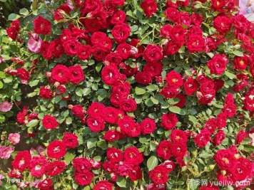 如何打造一面月季花墻？