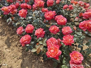 月季花的花期是什么時候？想要開花要滿足哪些條件？