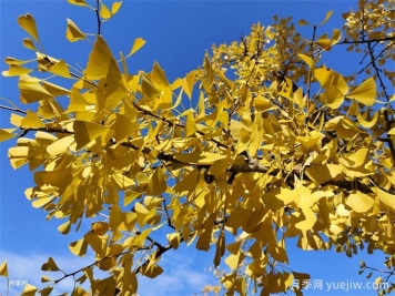 常見86種園林植物的識別與整形修剪技術(shù)