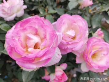常見植物風水學之“五行”劃分，讓你的運勢更旺！