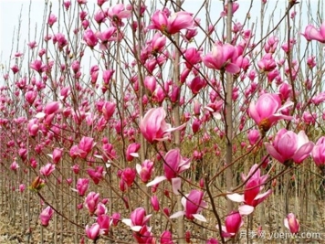 認(rèn)識植物：玉蘭