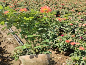 南方地區(qū)月季株型調整方法