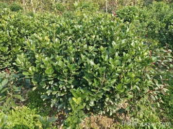 冬青球的養(yǎng)殖和護(hù)理方法