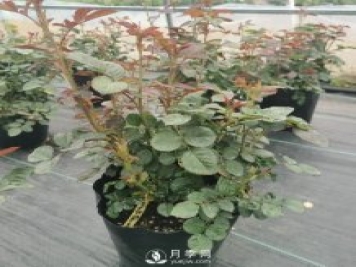地栽月季幾月份移栽好？