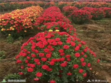 月季之鄉(xiāng)，漫步南陽市石橋鎮(zhèn)細(xì)嗅花香飄九州