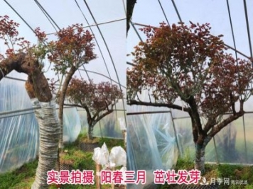 南陽(yáng)古樁月季園展風(fēng)采 特色月季產(chǎn)業(yè)促農(nóng)致富