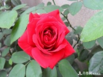 香水月季栽培中如何修剪養(yǎng)護(hù)？