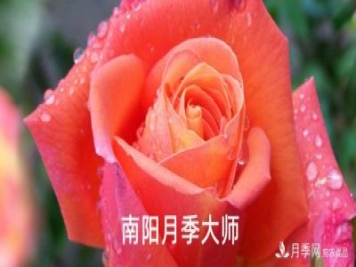 南陽(yáng)市首批13名南陽(yáng)月季大師名單都有誰(shuí)？