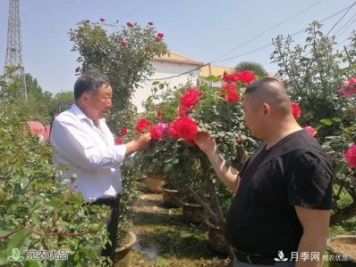 四季花開美名揚——訪南陽“月季大師”蘇金朋、蘇玉果父子