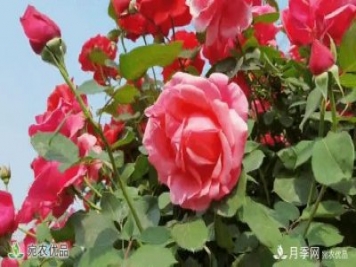 月季之鄉(xiāng)美不勝收！南陽月季景觀路觀賞指南，請收好！