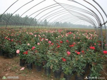 盆花月季盆栽月季南陽種植基地批發(fā)報(bào)價(jià)