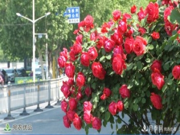 美不勝收芳香怡人！濟(jì)寧街頭月季花開(kāi)正艷