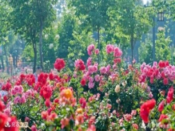 萊州月季，任尚泉月季花海里的兵支書