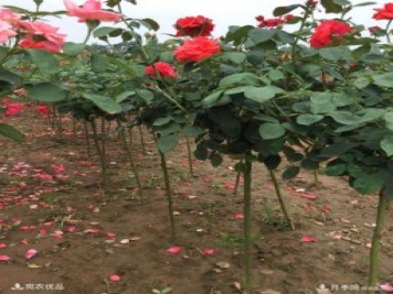 1公分小高桿月季樹價格，棒棒糖月季樹基地新報價單！