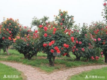 古樁月季樹(shù)長(zhǎng)出月季的形態(tài)特征及其種類(lèi)