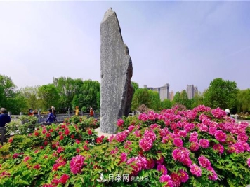 山東三大花都盛產(chǎn)牡丹、月季、玫瑰，看看是哪里？