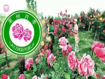 山東有三座城市以花聞名，除了菏澤牡丹平陰玫瑰，還有萊州月季之都