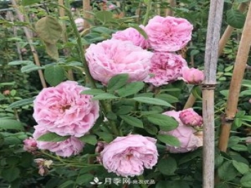 盤(pán)點(diǎn)30款又香又好看的月季，讓花園香氣迷人又美麗