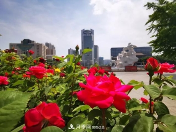 太原種植百萬株月季花卉，打造玫瑰浪漫之都