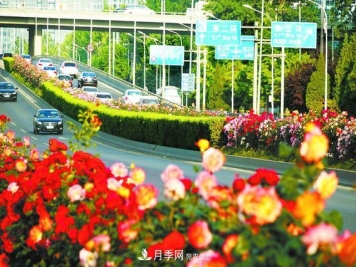 北京月季驚艷！250公里月季項(xiàng)鏈環(huán)繞京城
