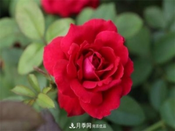 月季夫人蔣恩鈿，是她把月季花種到了人民大會(huì)堂