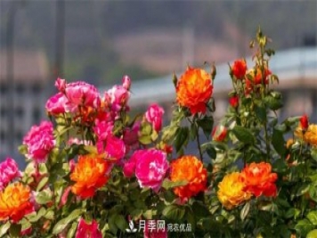 205萬株月季全城盛放！貫穿杭州的空中花廊你走過嗎？