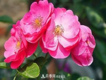 藤本月季有哪些好品種？我推薦這5個(gè)品種