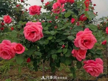 多種選擇，樹狀月季用什么樹做樹樁比較好？