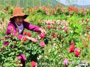 山東淄博沂源60畝月季花競放，美麗產(chǎn)業(yè)助推特色鄉(xiāng)村旅游