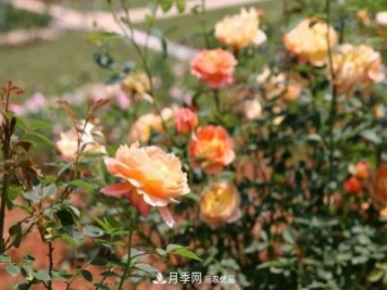 萬紫千紅！湖南益陽安化“茶鄉(xiāng)花海”月季盛開