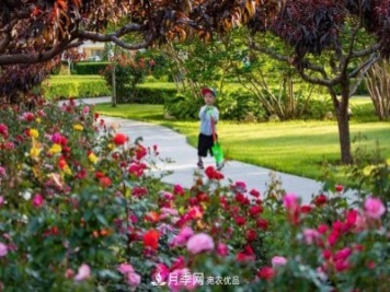 冉冉初夏，河北秦皇島十余處月季花海等你邂逅！