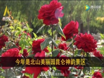 青海西寧第七屆月季展，北山美麗園20多萬株月季盛開！