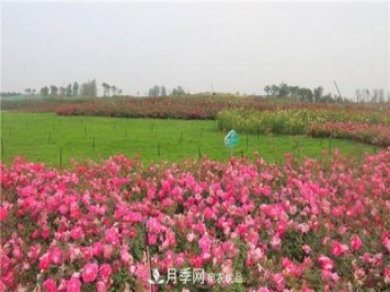 豐花月季常用品種？城市綠化適合用多花月季