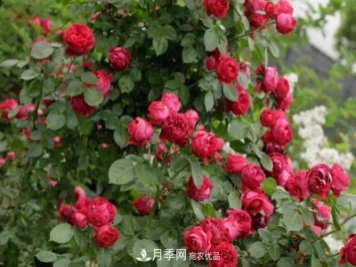 月季紅色龍沙寶石是什么特性？