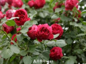 藤本月季和樹狀月季的小知識與品種