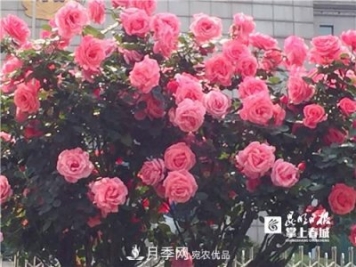樹狀月季很養(yǎng)眼，云南昆明上萬株高稈月季熱情綻放