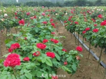 小型樹樁月季，小月季樹批發(fā)價(jià)格