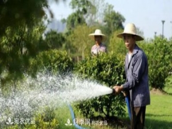 澆水學三年，南陽苗木合作社教你澆水的學問大著呢