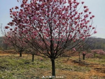 玉蘭之鄉(xiāng)，紫玉蘭紅玉蘭白玉蘭廣玉蘭二喬玉蘭的區(qū)別和價(jià)格