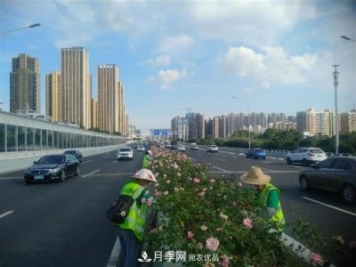 武漢園林工人高溫下修枝除草，守護(hù)城市月季景觀