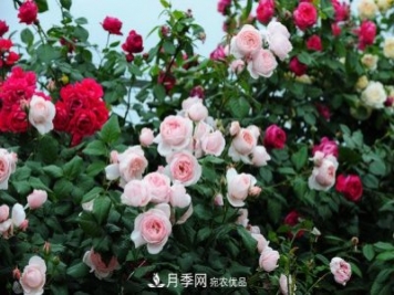 耐熱月季，廣東適合種什么月季？
