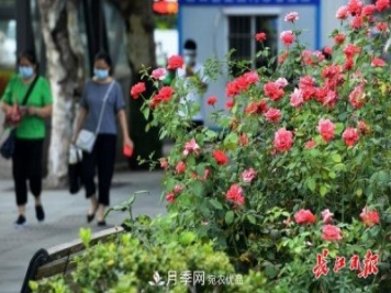 烈日下，武漢城區(qū)月季盛情開放(圖集)