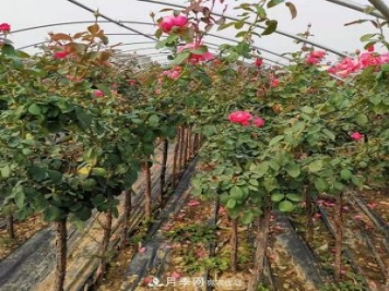 3-5分工程月季樹批發(fā)就來這樣的月季基地，量大品優(yōu)