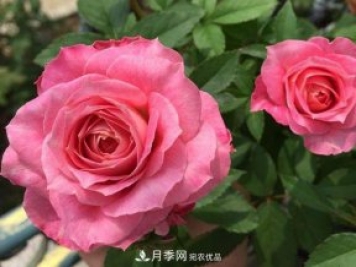 最齊全的適合陽臺養(yǎng)的月季品種系列，來看一看