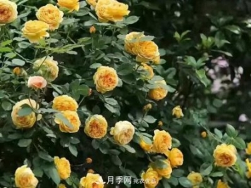 藤本月季怎么藤本月季，南陽(yáng)藤本月季基地有幾個(gè)建議送給你！