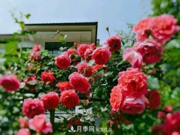 月季拱門很漂亮，用大游行藤本月季月品種制作很適合