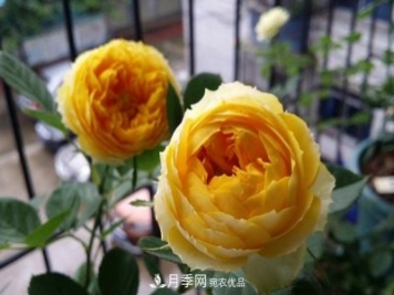 微型月季-金絲雀要怎么修剪？