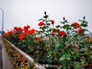 合肥市垂直綠化新亮色，郎溪路高架橋變身月季長廊