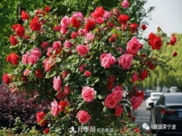 浙江寧波綠化“月季樹”千花盛放、爭奇斗艷甬城